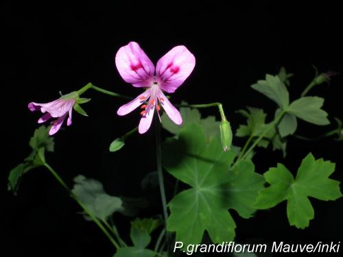 P.grandiflorum Mauve